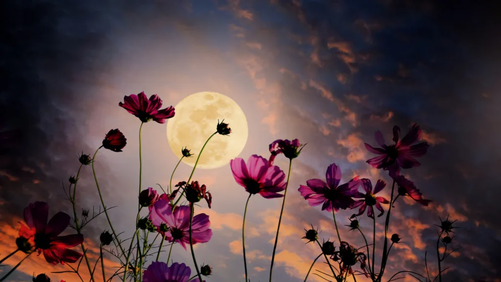 moon flowers