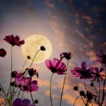 moon flowers